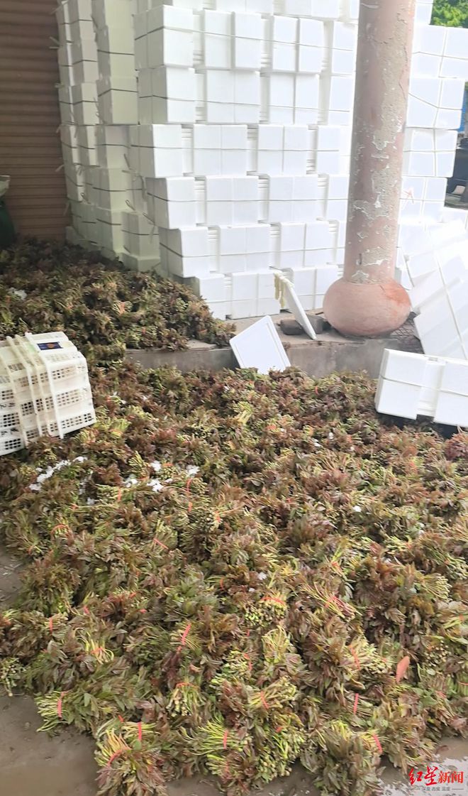 ：每公斤最贵时380元上市一个多月后收购价最低2元PG电子麻将胡了2试玩中国香椿第一县的“香椿自由”(图2)